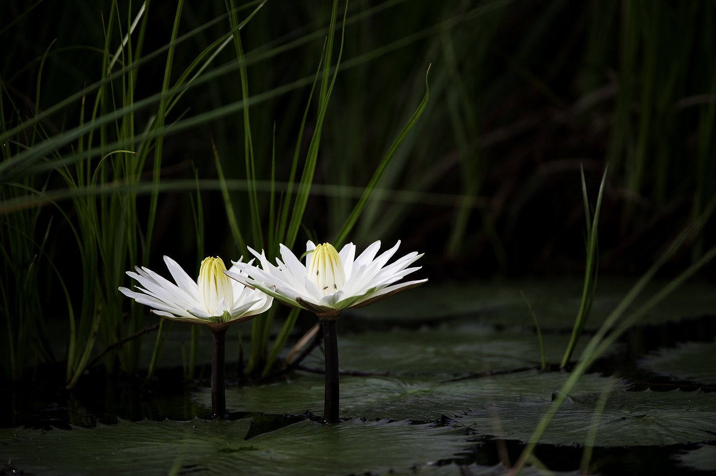 beauty-of-water-lilies-at-vumbura-plains