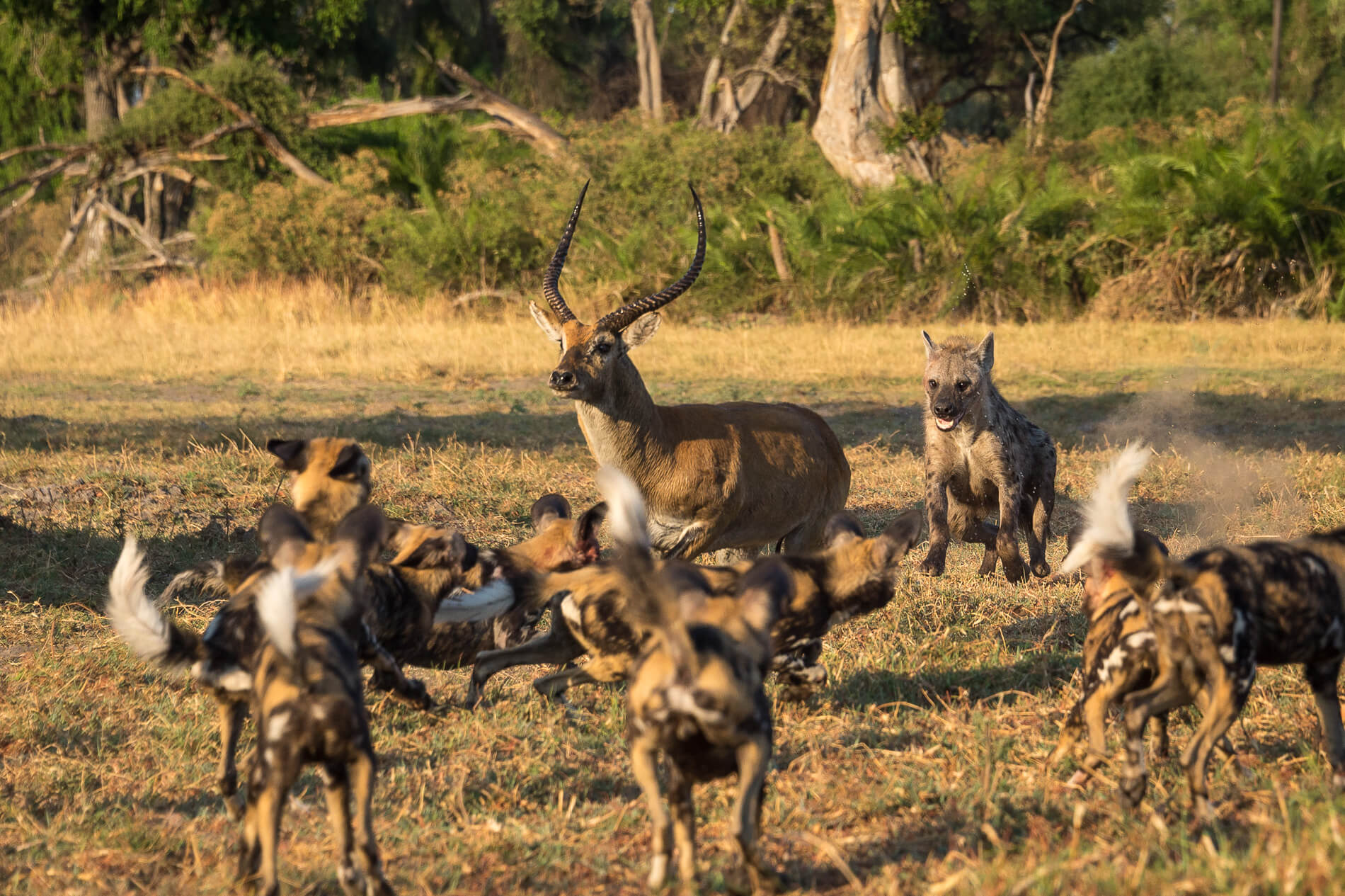 Photographic Safari in Botswana | Wilderness