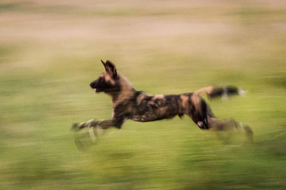 World Painted Dog Day Wild Dog Safaris Wilderness