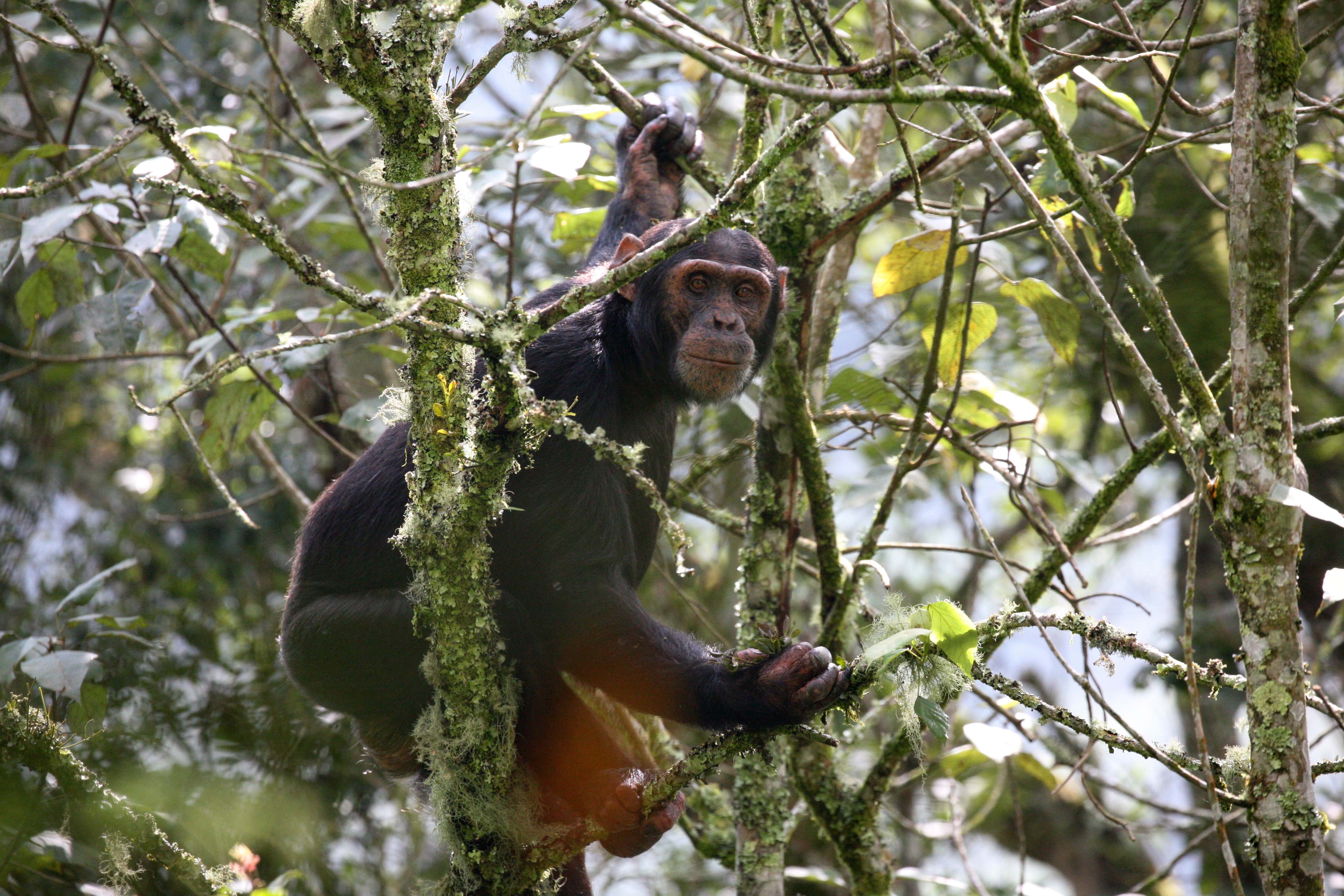 Chimpanzee habitat restoration in Rwanda | Wilderness