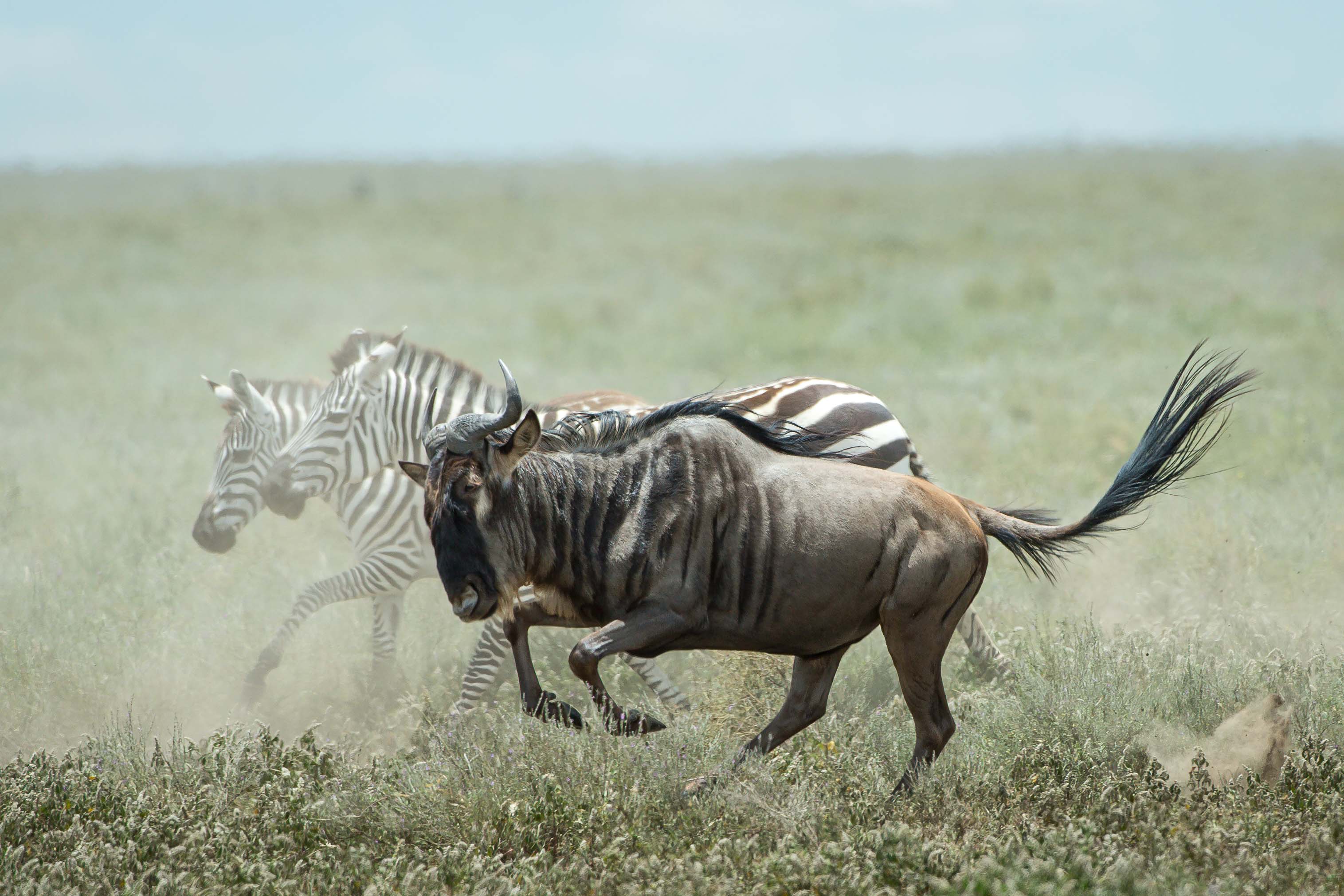 Wilderness opens camp in the Serengeti