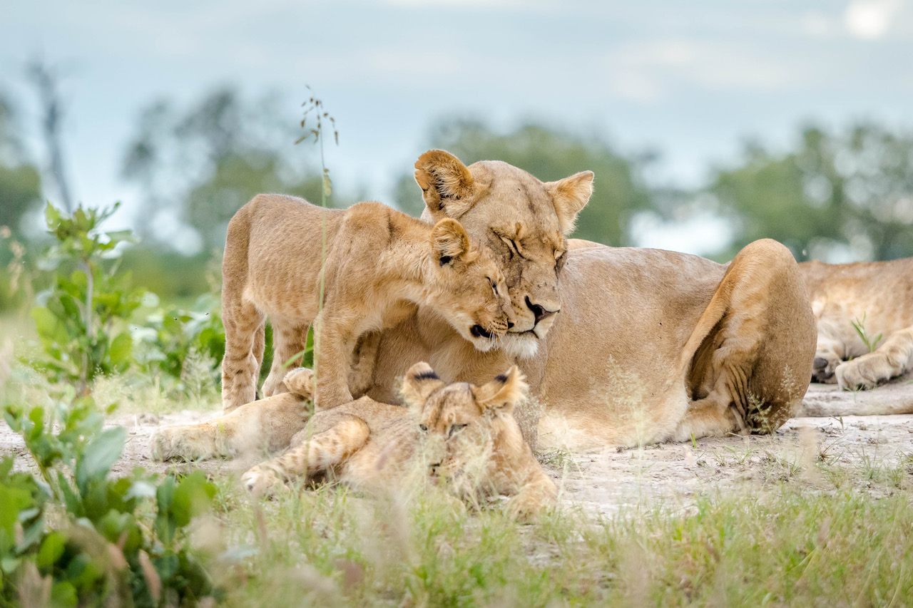 Olympus EM1MarkII Review Wildlife Photography Wilderness