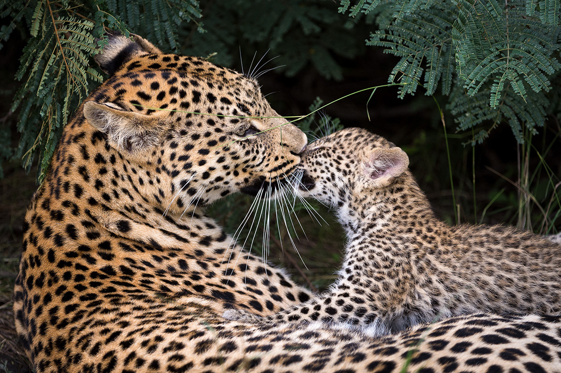 Wilderness announces rebuild of Tubu Tree and Little Tubu